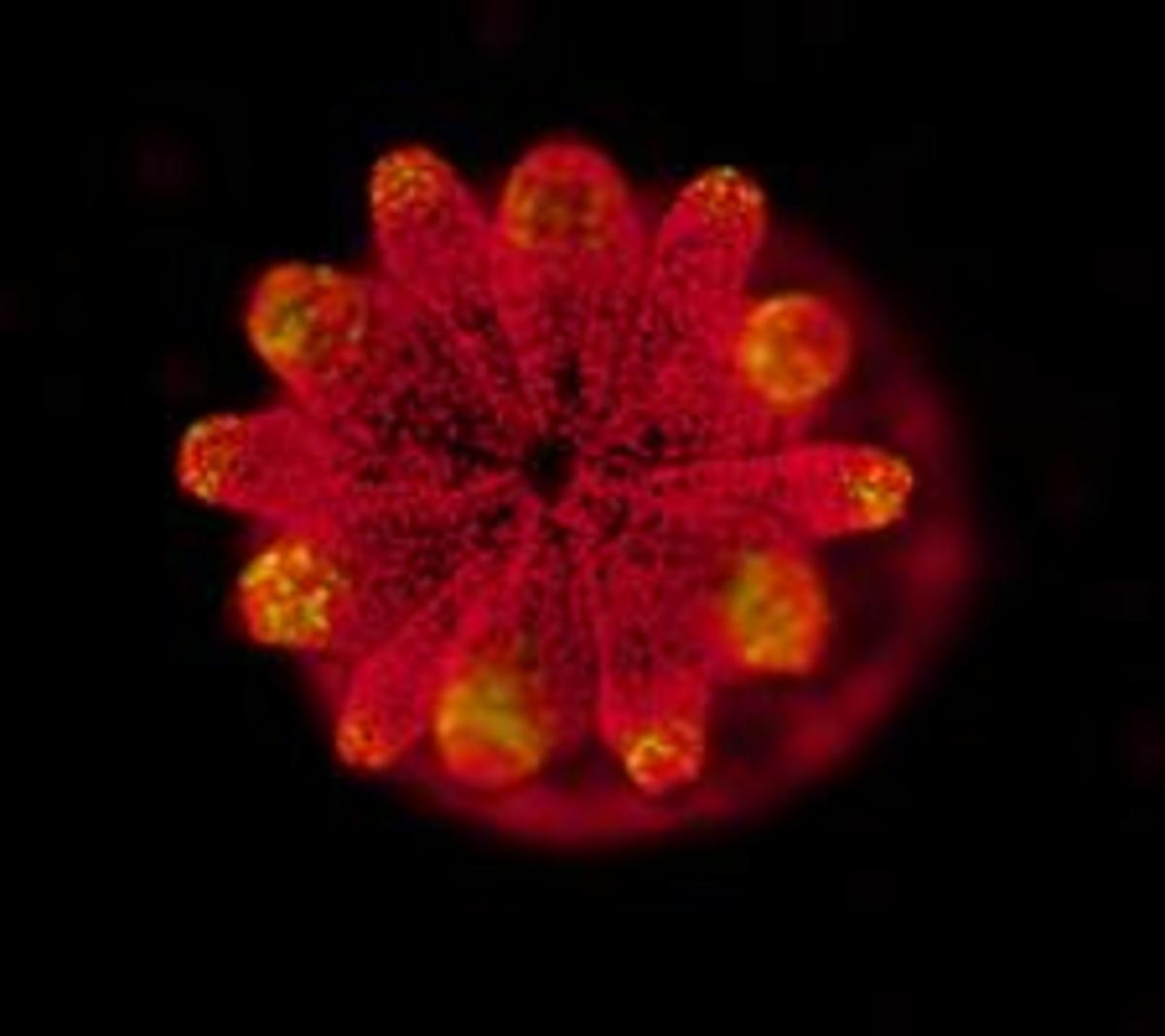 Fluorescence image of one coral Acropora juvenile polyps hosting the symbiotic Symbiodiniaceae, shown as red dots.