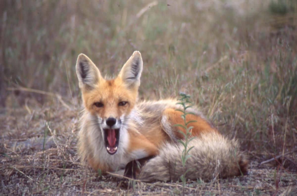 New friends: The author’s notion of anthropomorphism kept changing as she spent more time with a wild fox. (Photo credit: Catherine Raven) Download permissions.