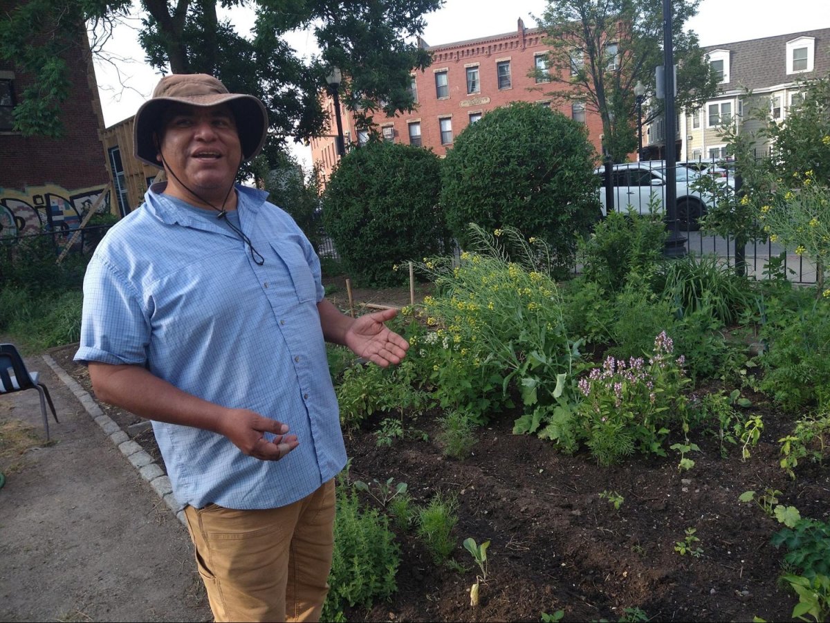 Marcos Beleche highlights one of the 20 plots at El Jardín de La Amistad in Roxbury, Mass. Photo by Laura Carmen Arena for palabra