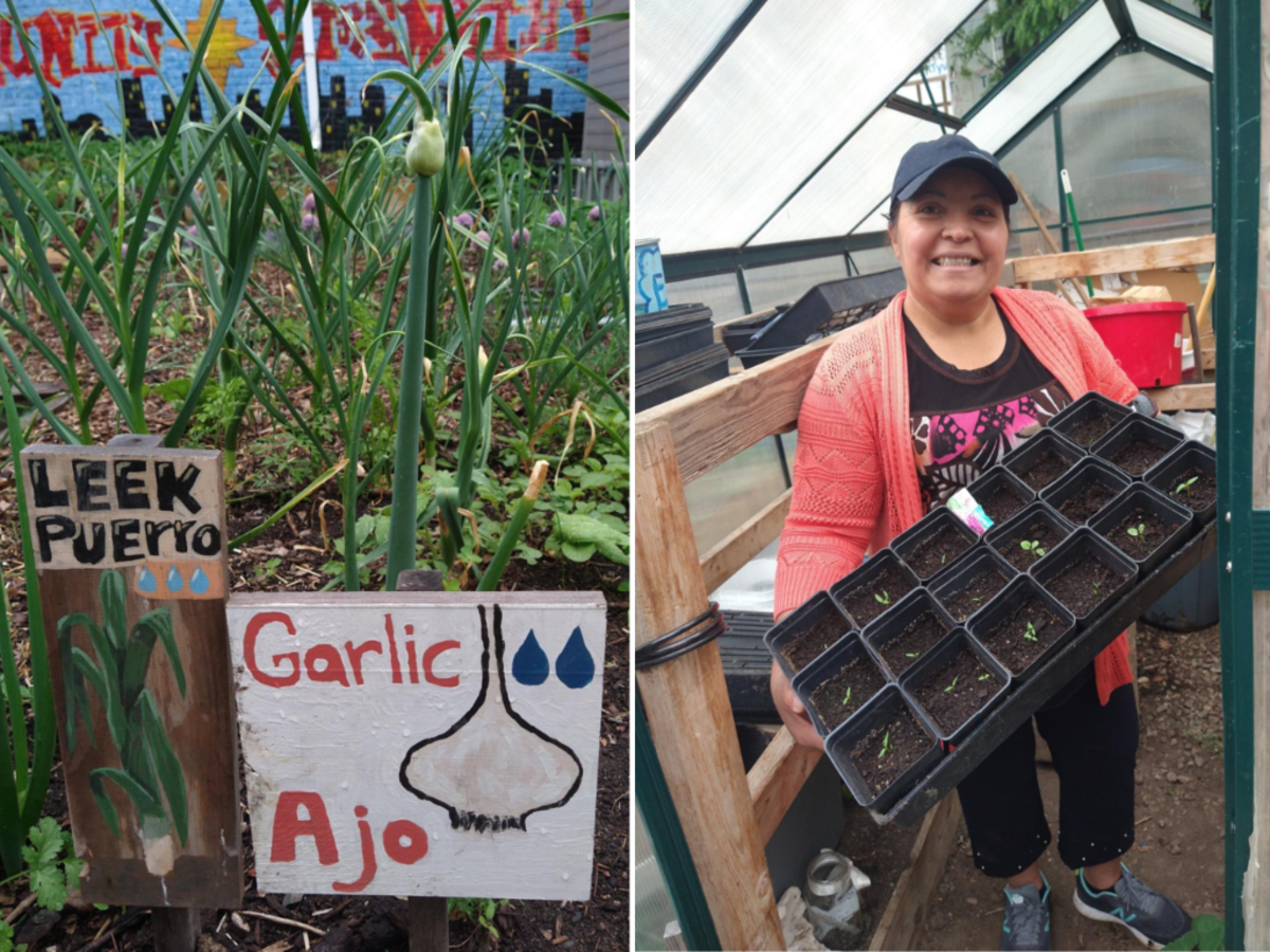Left, bilingual signs for leeks / puerros and garlic / ajo are displayed at Our Garden / Nuestro Jardín in East Boston, Mass., on Wednesday, June 1, 2022. Juana Sánchez, right, oversees the garden. Photos by Laura Carmen Arena