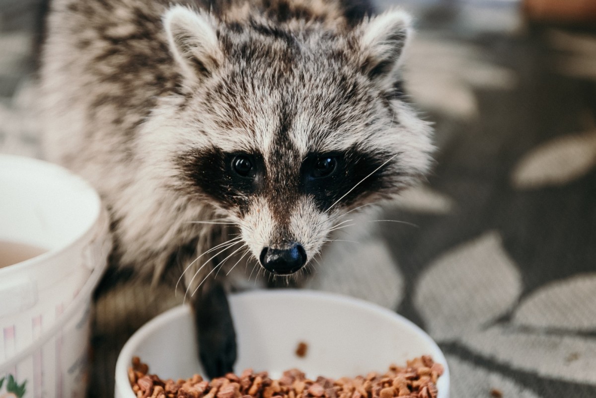 Raccoons Eating LA Progressive