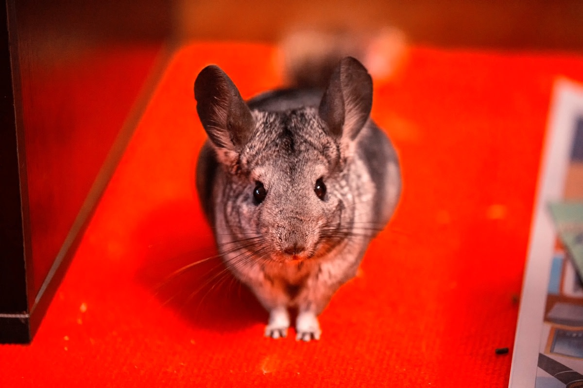 USDA Fail: USDA inspectors documented extensive animal suffering at a USDA-licensed supplier of chinchillas for research, but for years the agency did nothing. (Photo credit: gehantao971031/Flickr)