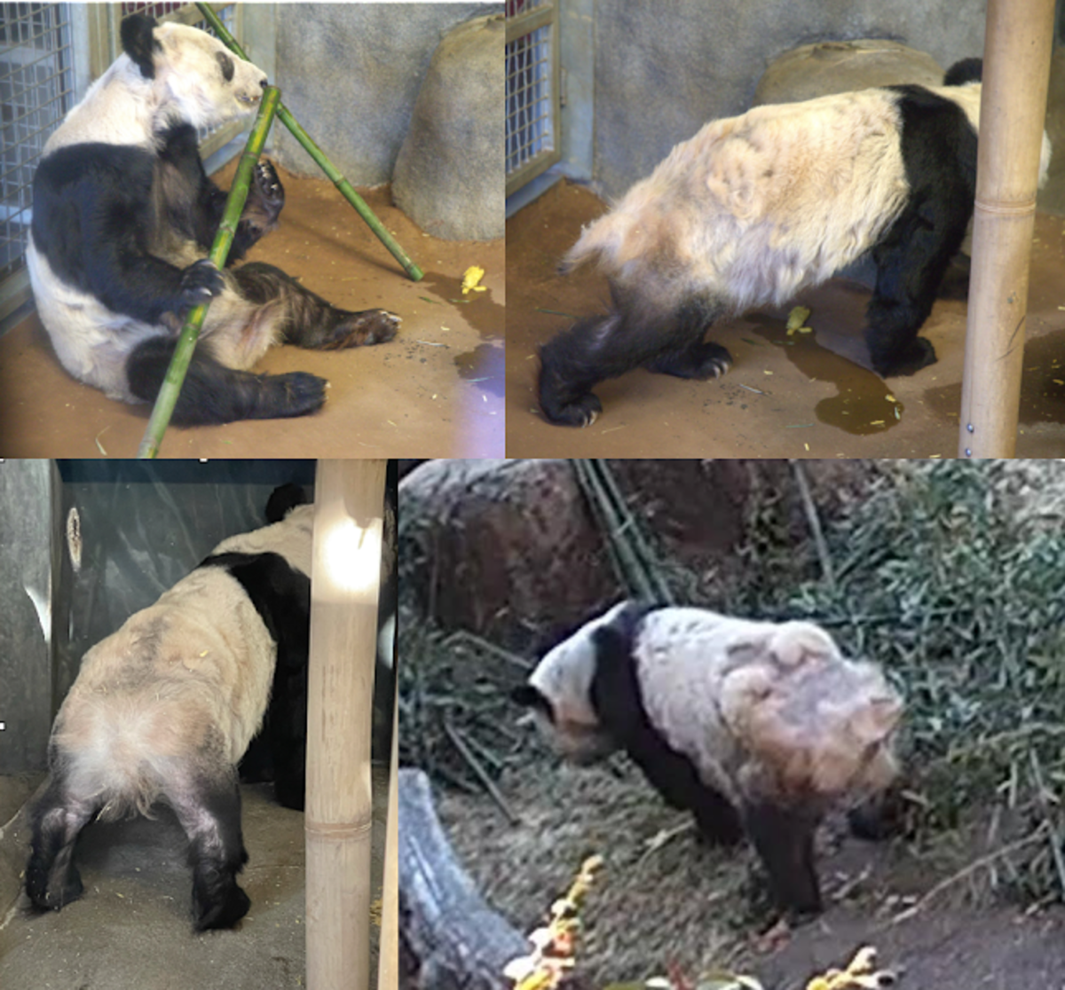 Female giant panda YaYa at the Memphis Zoo. Source: Panda Voices