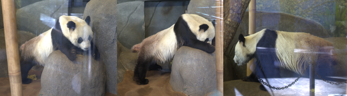 False advertising: Under the guise of education and conservation, animals in zoos—like YeYe, a giant panda at the Memphis Zoo—suffer greatly and are exploited for entertainment. (Photo credit: Panda Voices)