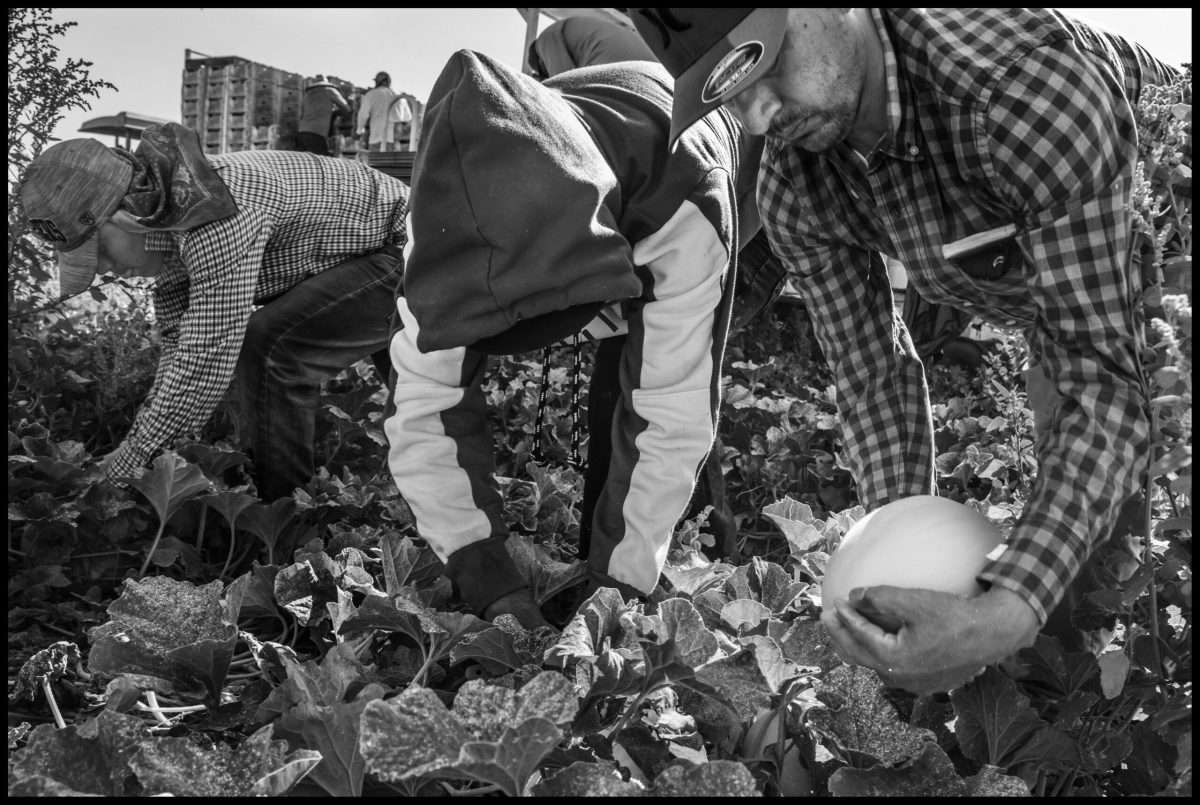 Farmworkers brought to the U.S. in the H-2A visa program harvest melons in July 2021 in a field near Firebaugh, California. At 9 in the morning, it was more than 95 degrees, and would soon surpass 110. It was the second day of work in the U.S. for the indigenous Cora workers from Nayarit, Mexico; they were not yet accustomed to the high temperatures. One worker fainted and got a nosebleed from the heat. They worked for the labor contractor Rancho Nuevo Harvesting in a field that belongs to the Fisher family, a large California grower.