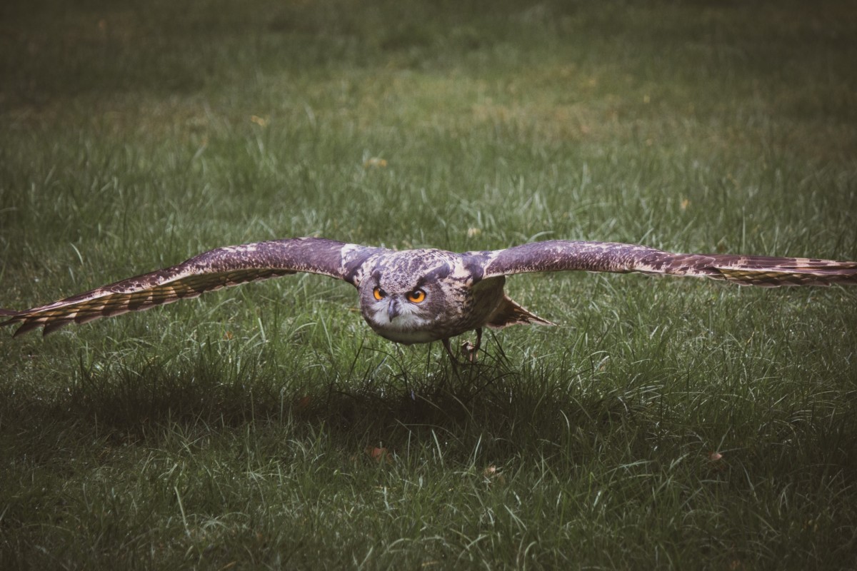 Animal Ingenuity, Human Welfare What Owls Can Teach Humans LA