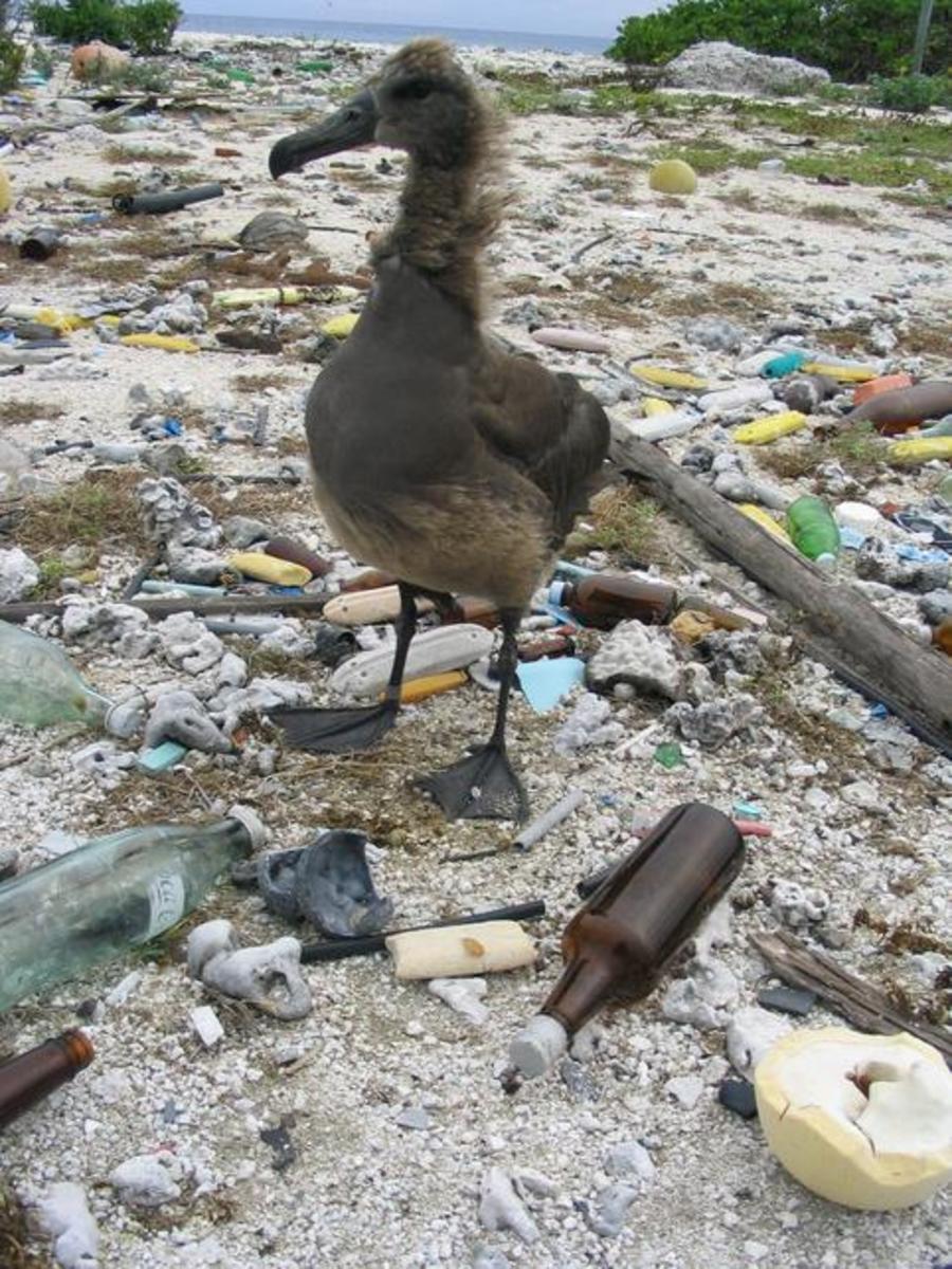 Kure-Atoll_Albatross plastic waste with albatross