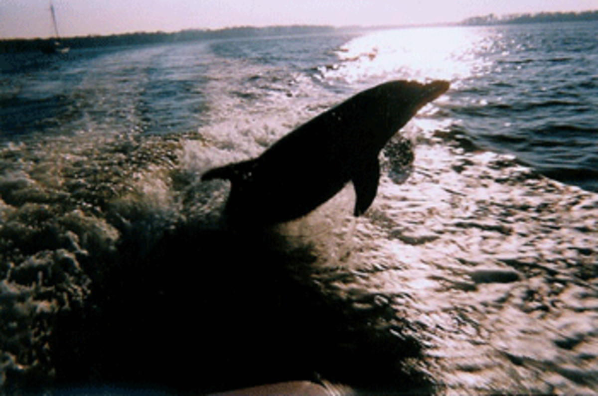 dolphin dolphin