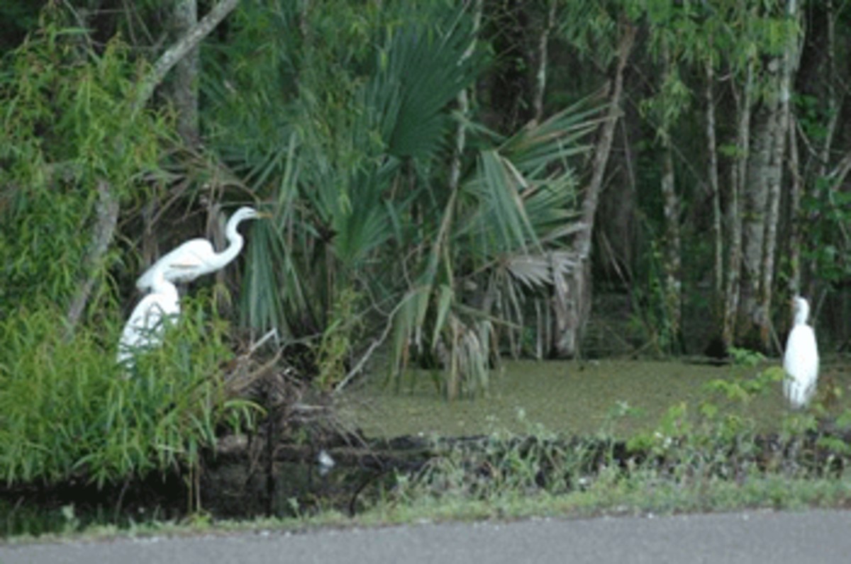 2010-09-28-atrisk wetlands