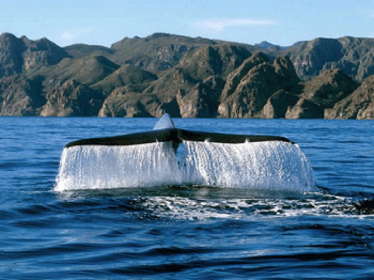 whale fin