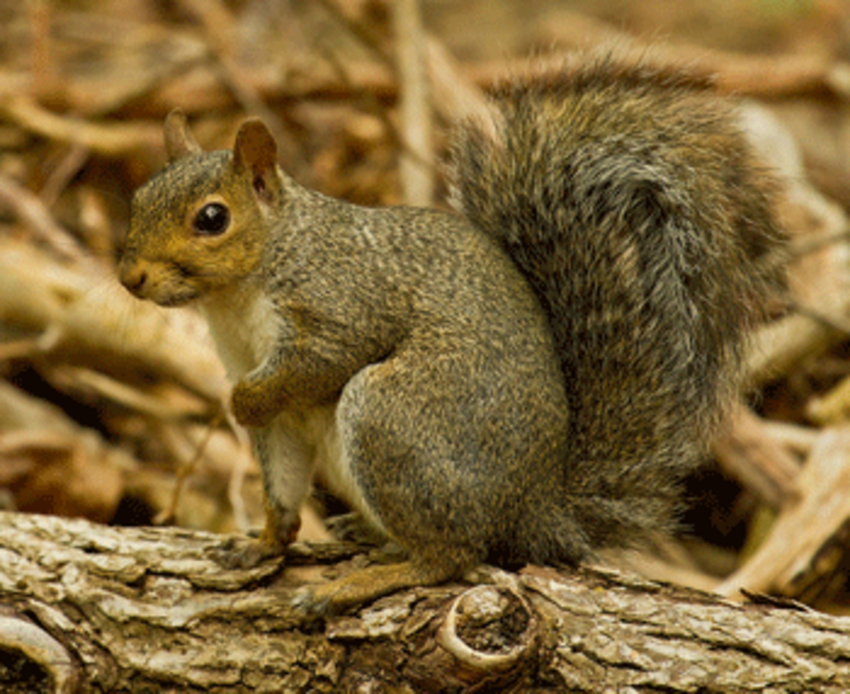 eastern gray squirrel