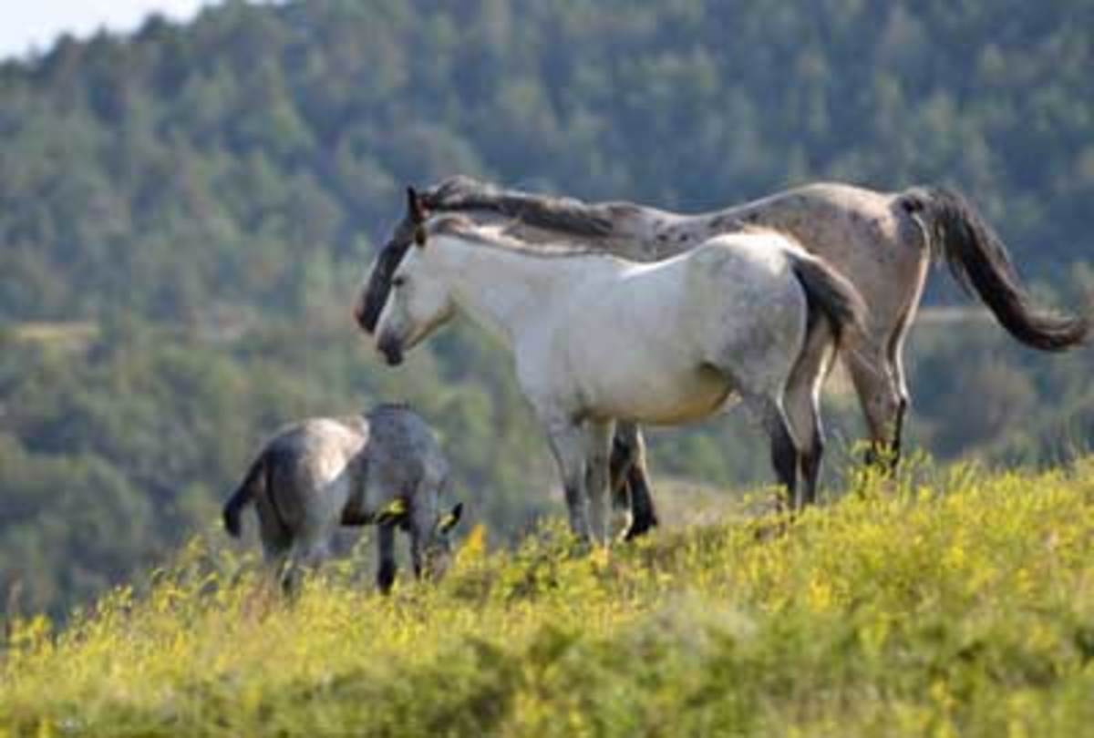 North Dakota Wild Horses