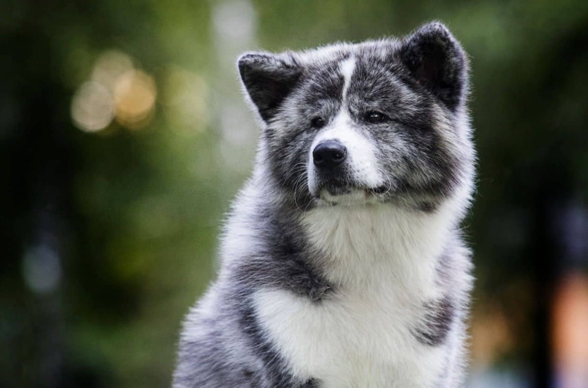 Buying American Akita Dog Breeds How to Find Breeders LA Progressive